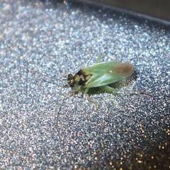 Cyrtorhinus lividipennis