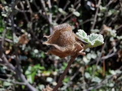 Malva subovata