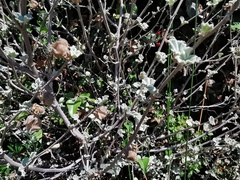 Malva subovata