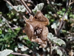 Malva subovata