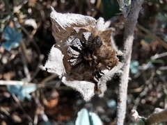 Malva subovata