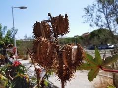 Ricinus communis