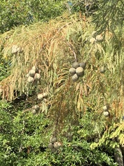 Taxodium distichum