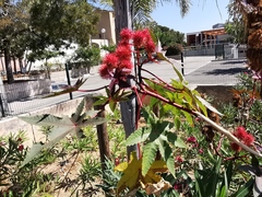 Ricinus communis