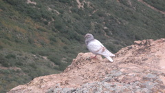 Columba livia