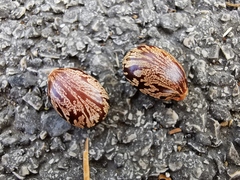 Ricinus communis