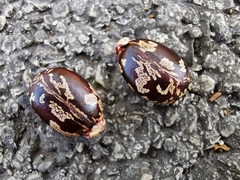 Ricinus communis