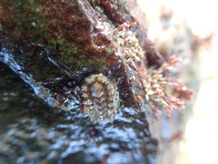 Acanthochitona