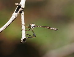 Leptogaster