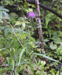 Cirsium suzukaense