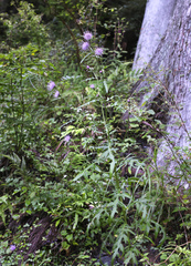 Cirsium suzukaense