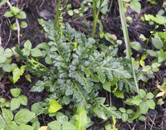 Sceptridium ternatum