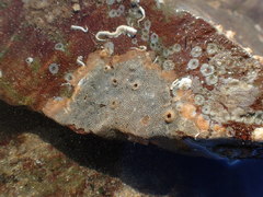 Cryptosula pallasiana