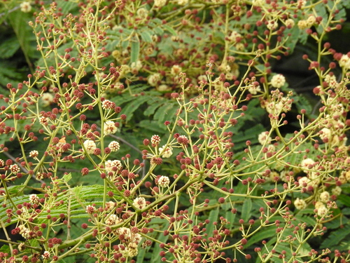 Acacia torta