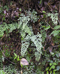 Adiantum monochlamys