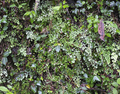 Adiantum monochlamys