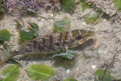 Lethrinidae