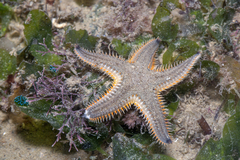 Astropecten indicus