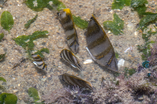 Butterflyfish (Parachaetodon ocellatus) — Chaetodontidae — 5