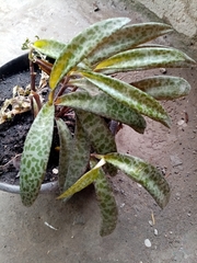 Ledebouria socialis