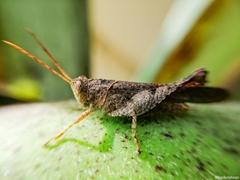 Coptacrinae