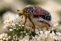 Trichostetha bicolor