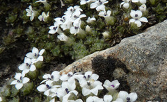 Veronica pulvinaris