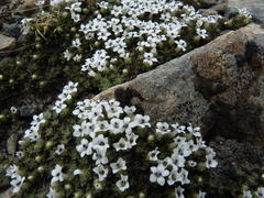 Veronica pulvinaris