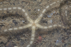 Ophiotrichidae
