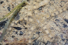 Ophiotrichidae