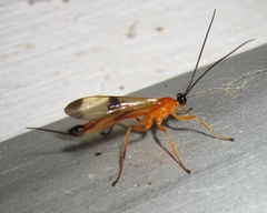 Acrotaphus wiltii