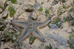 Astropecten indicus
