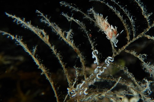 Rubramoena rubescens