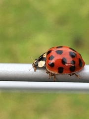 Harmonia axyridis