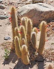 Cleistocactus hyalacanthus