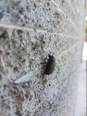 Phymatiotris quadricollis