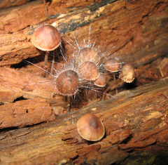 Spinellus fusiger image