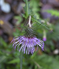 Cirsium tashiroi