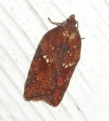 Acleris braunana