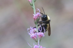 Bombus pensylvanicus image