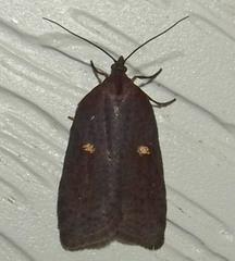Acleris bowmanana