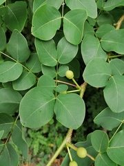 Leucaena macrophylla