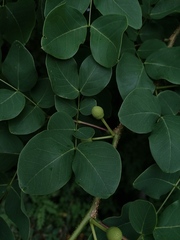 Leucaena macrophylla