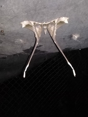 Copiopteryx