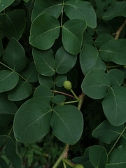 Leucaena macrophylla