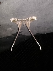 Copiopteryx