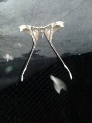 Copiopteryx