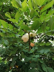 Leucaena macrophylla