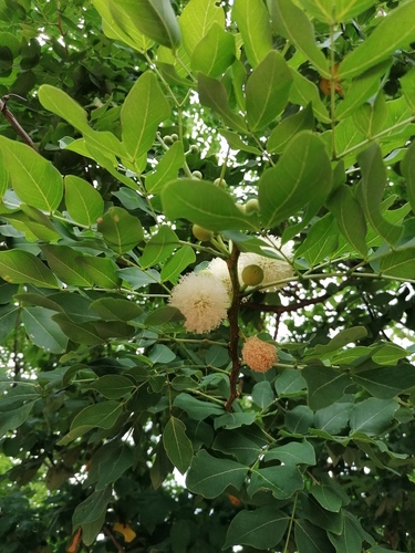 Leucaena cruziana