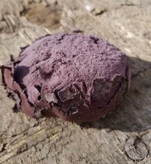 Calvatia fragilis